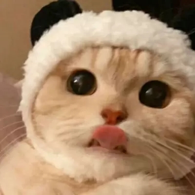 萌宠系列超级可爱的小猫头像最新版