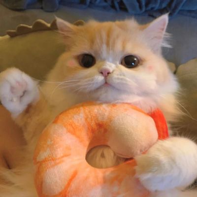 萌宠系列超级可爱的小猫头像最新版