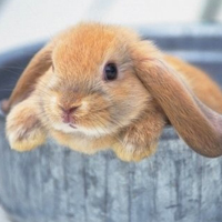 兔子qq头像图片真实可爱的兔子qq头像