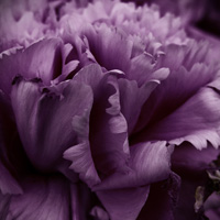 紫色花海头像图片