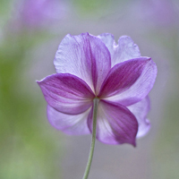 淡紫色花头像唯美清新漂亮的紫色花头像图片