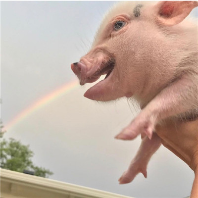 猪的图片头像真实图片