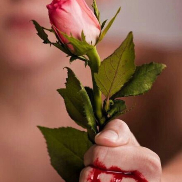 玫瑰刺手流血图片图片