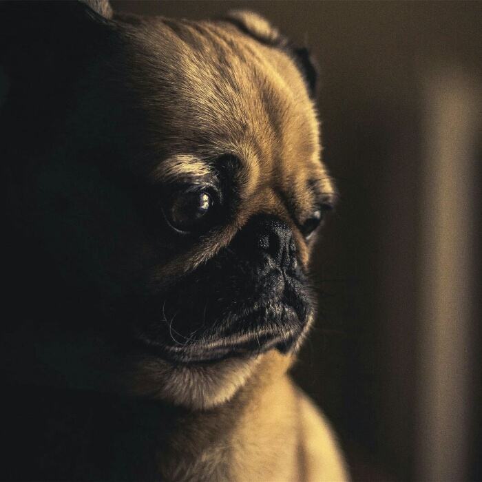 忧郁的狗狗头像图片
