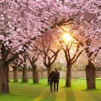 樱花树下情侣头像一对图片