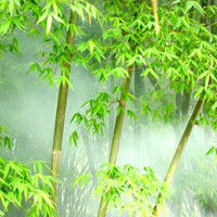 竹子头像图片大全清新绿色的竹子高清微信头像