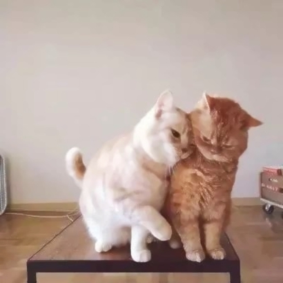猫咪抱可乐情侣头像图片