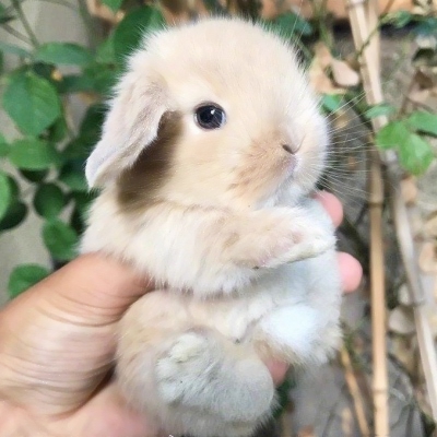 可爱兔子头像高清 可爱真实的小兔子超级可爱