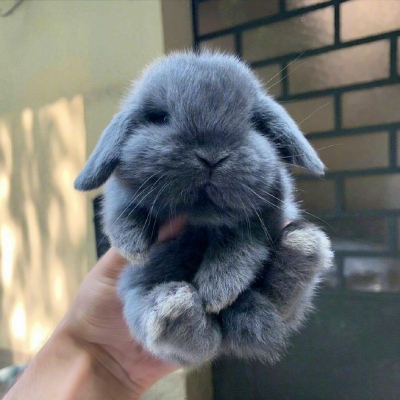兔子头像女真实图片