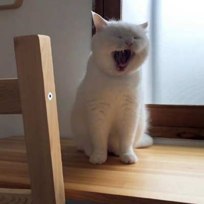 白猫打哈欠表情包图片
