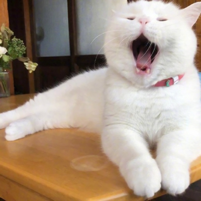 白猫打哈欠表情包图片