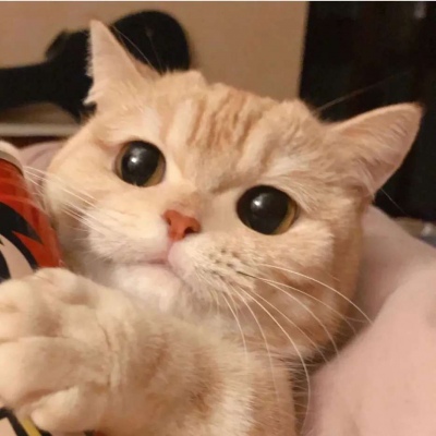 以上是关于最萌猫咪头像的文章,由美头网整理发布