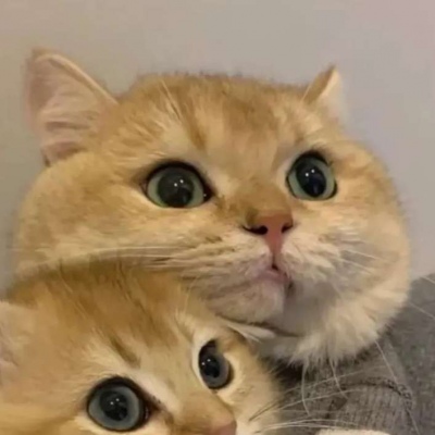 基友头像两只猫两只猫咪靠在一起图片