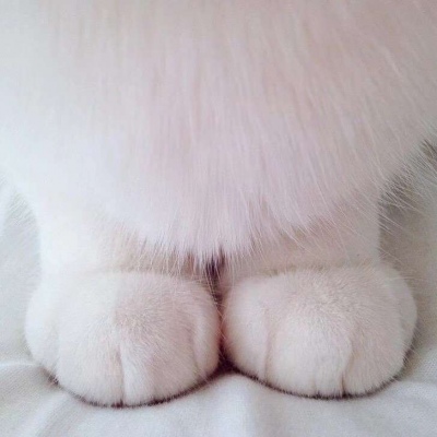 可爱猫爪头像图片 高清超萌柔软的小猫爪子头像