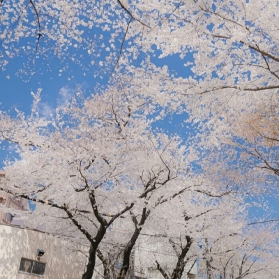 日本樱花图片头像图片
