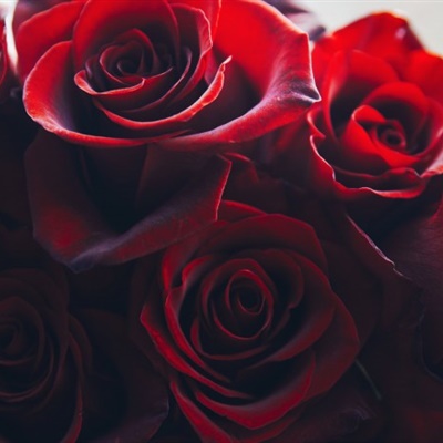 一朵红玫瑰头像图片