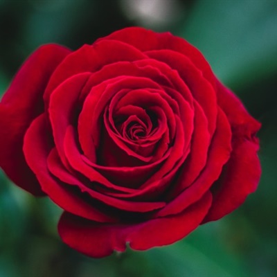 一朵红玫瑰微信头像图片