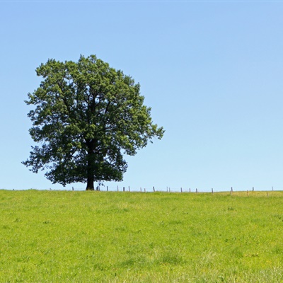 孤单的一棵树意境图片 别具一格的风景