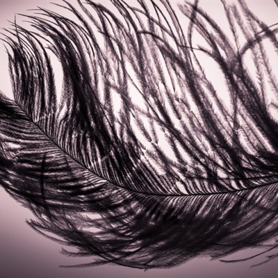 羽毛唯美意境图片高清各色轻盈羽毛头像图片
