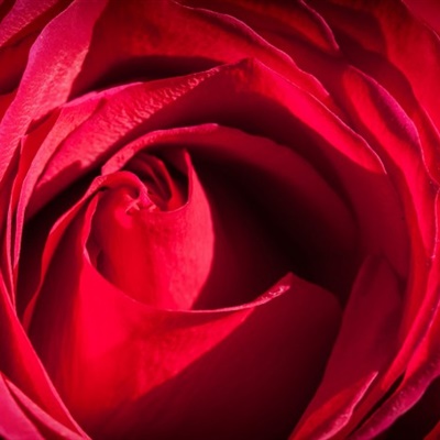 红玫瑰美女头像图片大全唯美