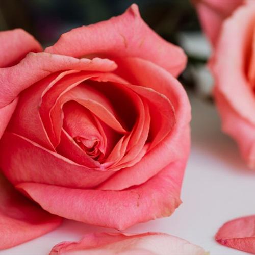 唯美高清惹人怜爱的粉色玫瑰花头像好看的风景图片