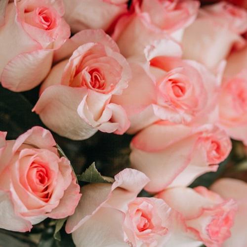 粉色玫瑰花头像微信图片