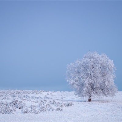 带雪的微信头像风景图片