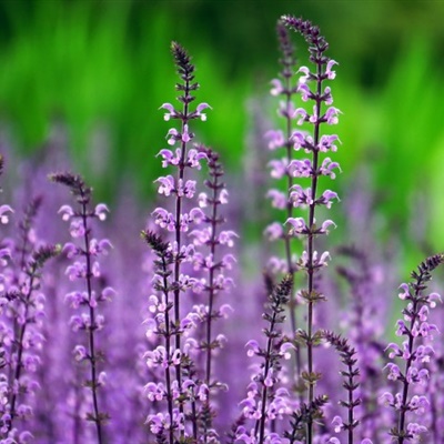 紫色花朵微信头像图片