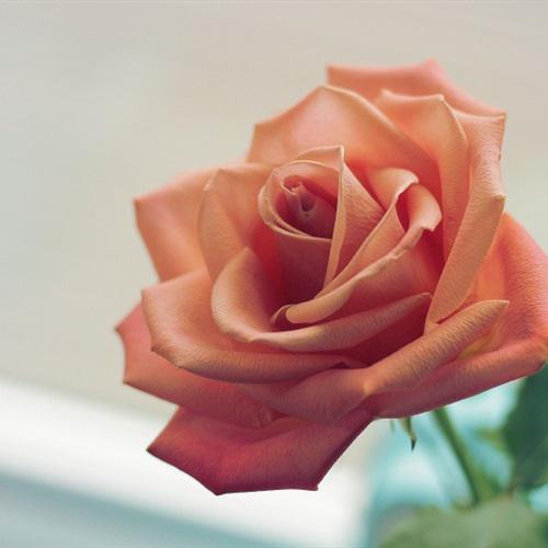 玫瑰花的微信头像图片