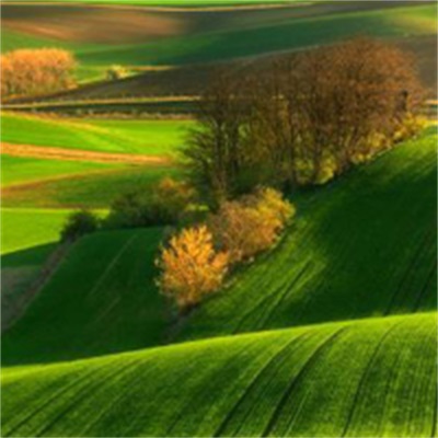 绿色大自然微信头像图片