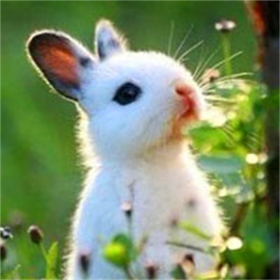 可爱兔子头像真实图片