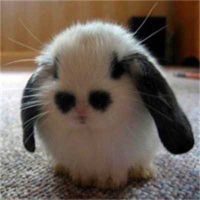 小白兔头像高清图片
