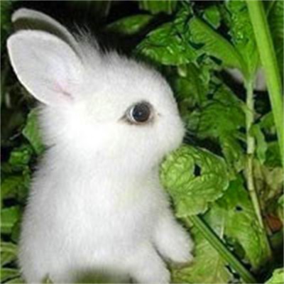 真兔子头像霸气图片