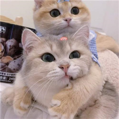 超可爱的猫咪情侣头像图片