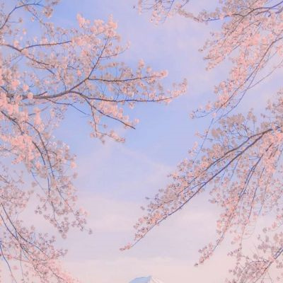 樱花头像风景图片