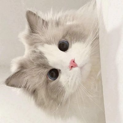 微信小猫咪头像 可爱图片