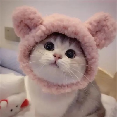 小猫咪头像可爱 萌萌图片