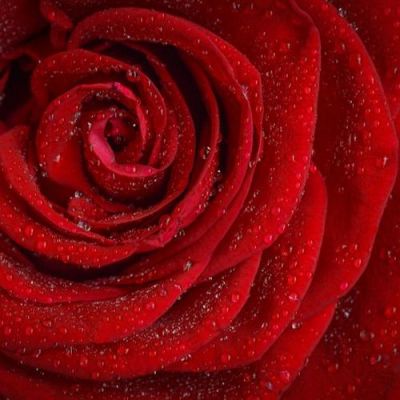 很精致的魅力全新浪漫花朵头像气质高级精致的玫瑰鲜花头像
