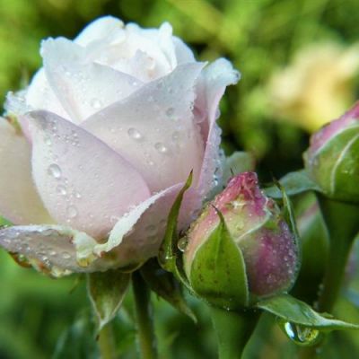 很精致的魅力全新浪漫花朵头像气质高级精致的玫瑰鲜花头像
