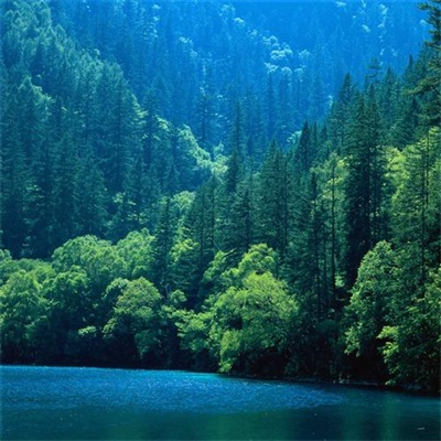 微信头像森系风景图片