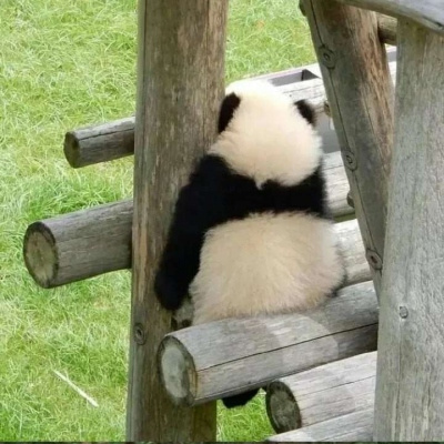 熊猫盼盼头像图片