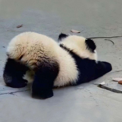 可爱呆萌的熊猫头像图片大全 各种姿态的蠢萌搞笑熊猫微信头像