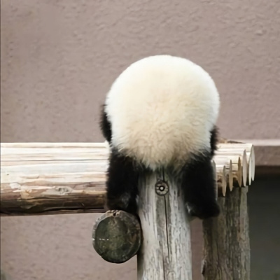 可爱呆萌的熊猫头像图片大全 各种姿态的蠢萌搞笑熊猫微信头像