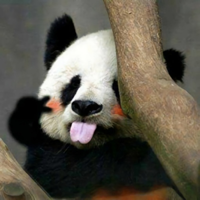 大熊猫图片大全搞笑图片