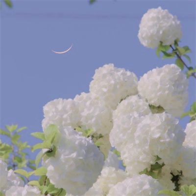 小清新唯美白色花朵意境风景头像