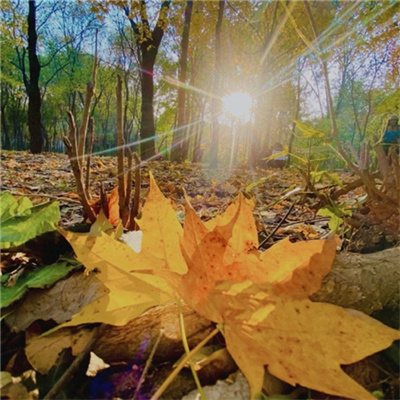 秋天的景色微信图片