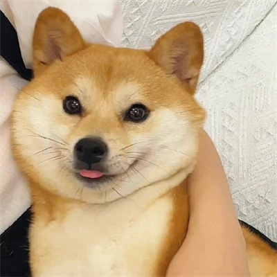 网红狗狗超萌可爱的头像图片 很适合微信头像的治愈宠物图片