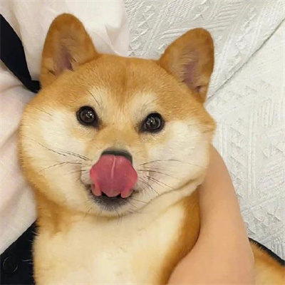 网红狗狗超萌可爱的头像图片 很适合微信头像的治愈宠物图片